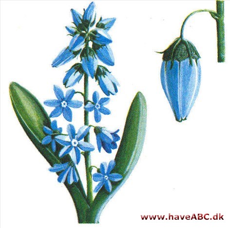 Porcelænshyacint - Puschkinia scilloides Porcelænshyacint - Puschkinia scilloides