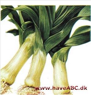 Porre - Allium porrum Porre - Allium porrum