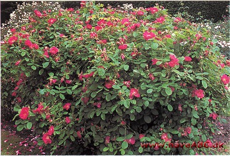 Portland Rose - The Portland Rose Stamformen til portlandroserne, som Margaret Bentinck, the 2nd Duchesse of Portland, ifølge overleveringen bragte med sig hjem fra Italien. Bortset fra bladene, som har typisk portlandkarakter, er..