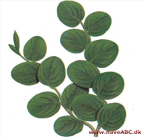 Pothos - pothos Pothos - pothos