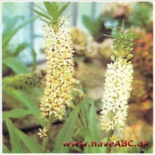 Pragthyacint, Pragtlys - Eucomis punctata syn. comosa