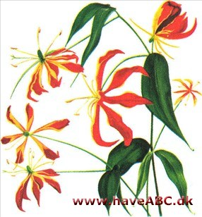 Pragtlilje, klatrende - Gloriosa Pragtlilje, klatrende - Gloriosa