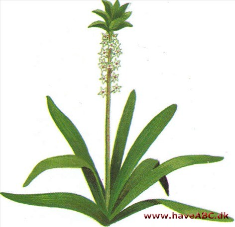 Pragtlys - Eucomis punctata Pragtlys - Eucomis punctata