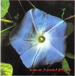 Pragtsnerle - Ipomoea tricolor