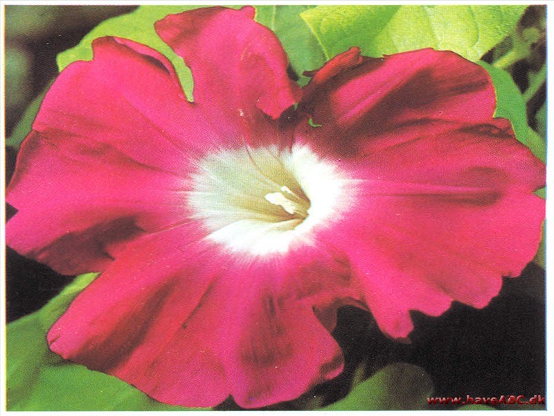 Pragtsnerle - Pharbitis purpurea (syn. Ipomoea)