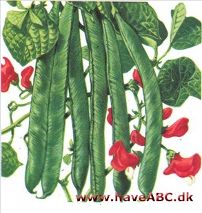 Pralbønne - Phaseolus coccineus Pralbønne - Phaseolus coccineus