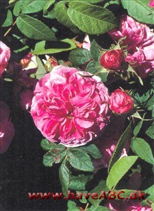 President de séze Gallica-roser er mindre, spinkle, men særdeles hårdføre buske med mange og små torne. Blomsterne har som regel kraftige farver og remonterer ikke. Sommerblomstrende. Se mere her...