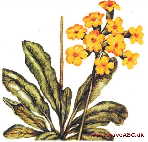 Primula - primula Primula - primula