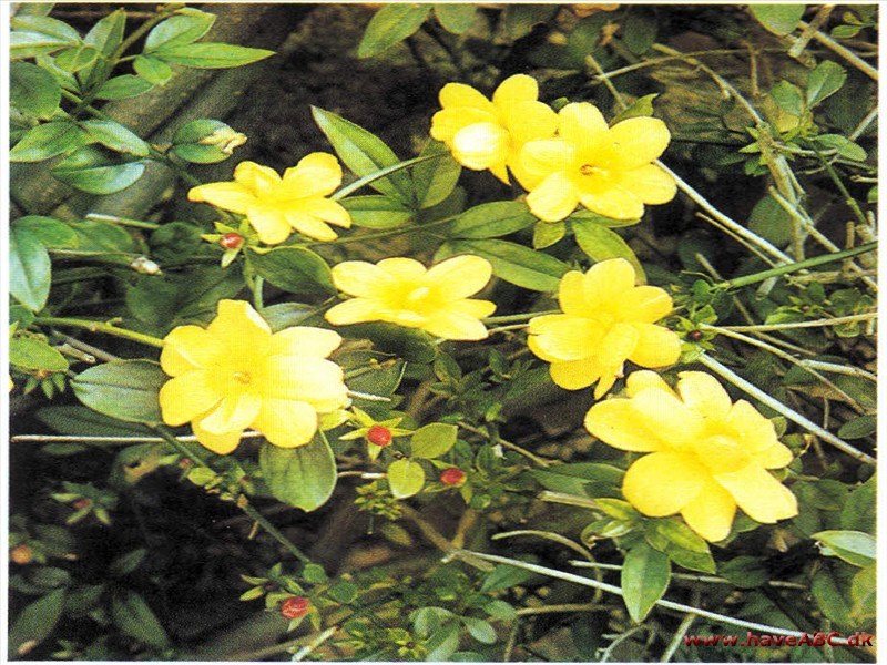 Primulajasmin - Jasminum mesnyi (syn. primulinum)