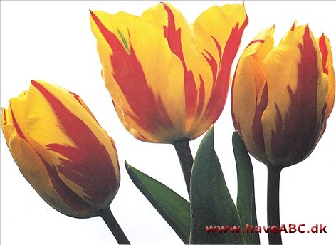 Prince Carnival - Tulipan, Tulipa