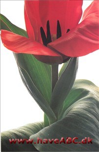 Princeps - Tulipan, Tulipa