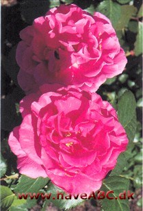 De stærkt duftende, pink blomster er fyldte og udvikles i juni og fremefter. Se mere her ...