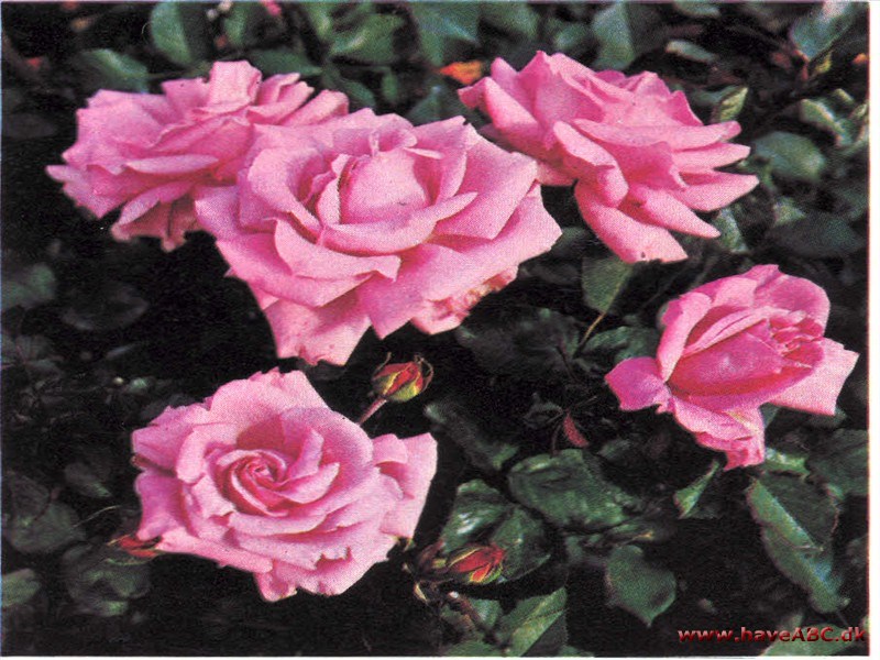 Princess Margaret of England Princess Margaret of England
