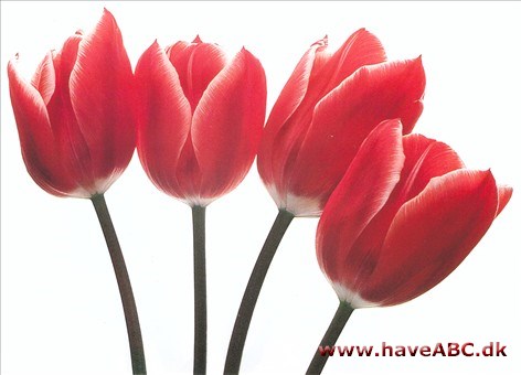 Princess Victoria - Tulipan, Tulipa Princess Victoria - Tulipan, Tulipa