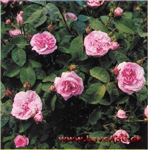Prinsesserose - Petite de Hollande Prinsesserose - Petite de Hollande