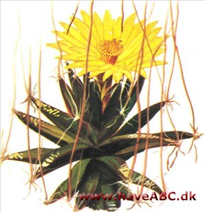 Prismekaktus - Leuchtenbergia principis Prismekaktus - Leuchtenbergia principis