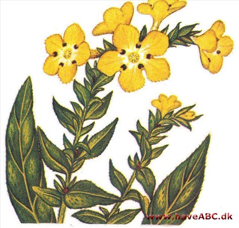 Profetblomst - Echioides longiflorum Profetblomst - Echioides longiflorum