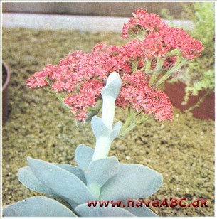 Propelplante, Dampskibsskrue - Crassula falcata Propelplante, Dampskibsskrue - Crassula falcata