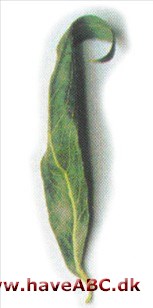 Proptrækkerpil - Salix matsudana 'Tortuosa'