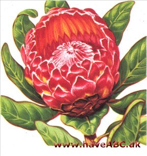 Protea - Protea