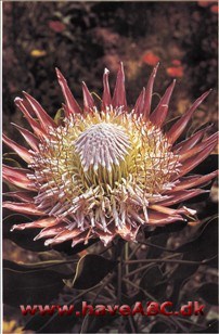 Protea cynaroides Protea cynaroides