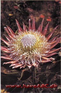 Protea cynaroides