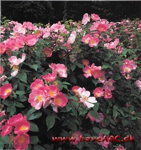Franskmændenes rose - Det er lidt svært at forestille sig, at krigere har tid til noget så romantisk som roser. Meget tyder imidlertid på, at korstogsridderne havde gallicaroser med sig, da de ...