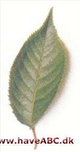 Prunus 'Accolade' Prunus 'Accolade'