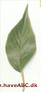Prunus 'Mikurama-gaeshi'