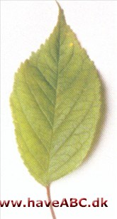 Prunus americana Prunus americana