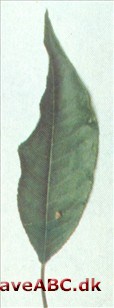 Prunus pensylvanica Prunus pensylvanica