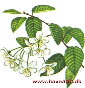 Prydkirsebær - Prunus Prydkirsebær - Prunus