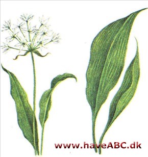 Prydløg - Allium
