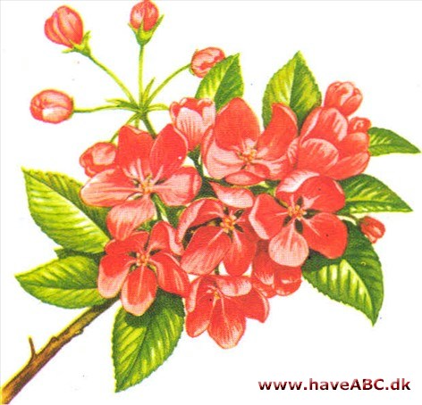 Prydæble - Malus Prydæble - Malus