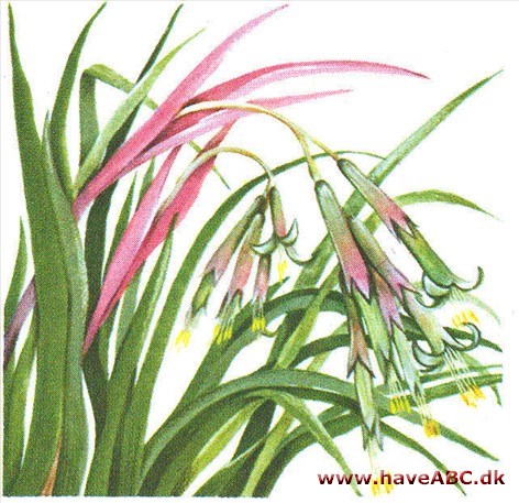 Præstehavre - Billbergia nutans Præstehavre - Billbergia nutans