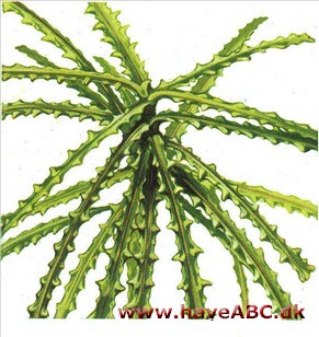 Pseudopanax - Pseudopanax crassifolius Pseudopanax - Pseudopanax crassifolius