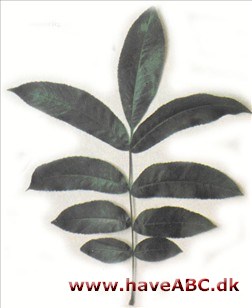 Pterocarya x rehderiana