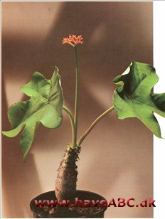 Purgérnød - Jatropha podagrica Purgérned indeholder ricin, der også findes i amerikansk olie, og andre giftige stoffer. I USA kaldes den podagraplante på grund af sin opsvulmede »fod«. Se mere her ...