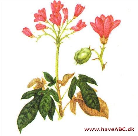 Purgérnødtræ - Jatropha curcas