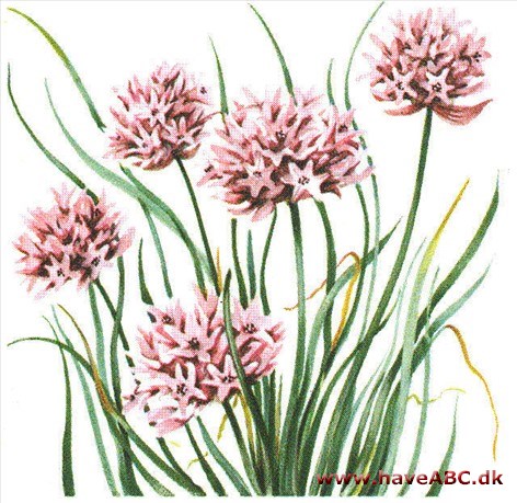 Purløg - Allium schoenoprasum Purløg - Allium schoenoprasum