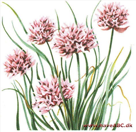 Purløg - Allium schoenoprasum