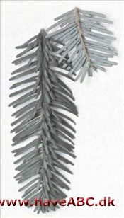 Purpurgran - Abies amabilis Purpurgran - Abies amabilis