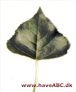 Pyramidepoppel - Populus nigra 'Italica'