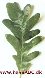 Pyrenæisk eg - Quercus pyrenaica