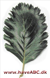Pyrenæisk røn - Sorbus mougeottii Pyrenæisk røn - Sorbus mougeottii