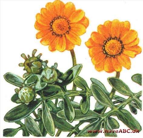 Påfugleblomst - Gazania rigens