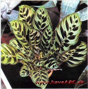 Påfuglehale - Calathea makoyana