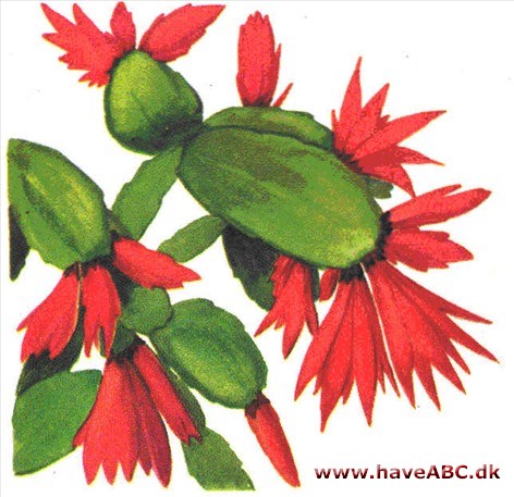 Påskekaktus - Rhipsalidopsis gaertneri Påskekaktus - Rhipsalidopsis gaertneri