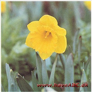 Påskelilje, Pinselilje og Tazetter - Narcissus hybrider Påskelilje, Pinselilje og Tazetter - Narcissus hybrider
