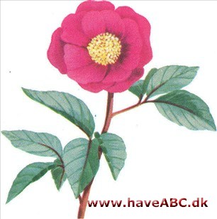 Pæon - Paeonia Pæon - Paeonia